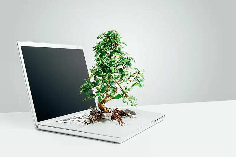 Symbolbild eines Laptops mit einem wachsenden Baum